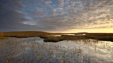 Peat lands