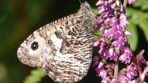 Grayling