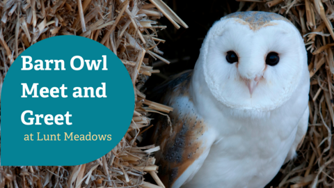 Text says Barn Owl Meet and Greet at Lunt Meadows with a barn owl looking at the camera