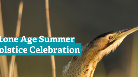 Stone Age Summer Solstice Celebration written over a photo of a bittern