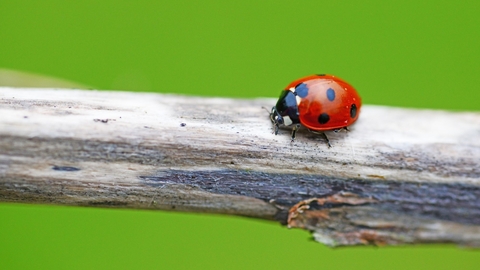 Ladybird