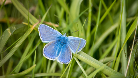 Common Blue