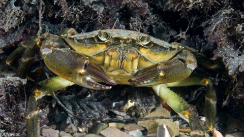 Common Shore Crab (C) Paul Naylor