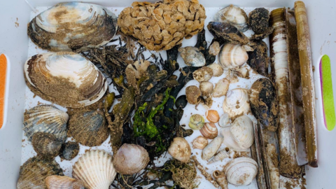 Seashore Detectives