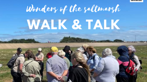 Guided Walk: Discovering Saltmarsh Secrets