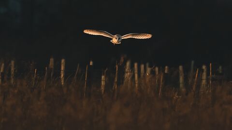 Barn Owl at Lunt Meadows Credit Simon Owen