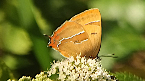Brown Hairstreak