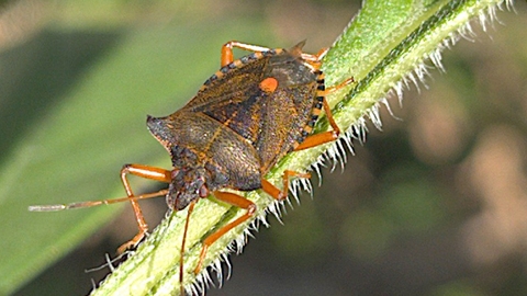 Red Legged Shield Beetle