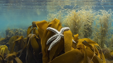 A spiny starfish on kelp just below the water's surface
