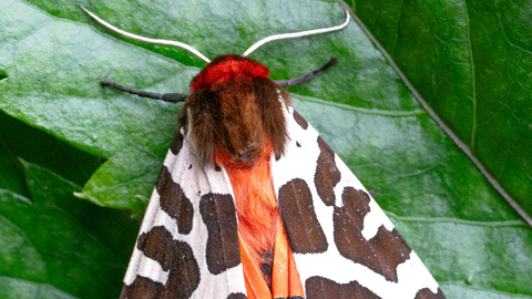 North Lancashire Wildlife Group - Moth