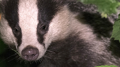 Badger