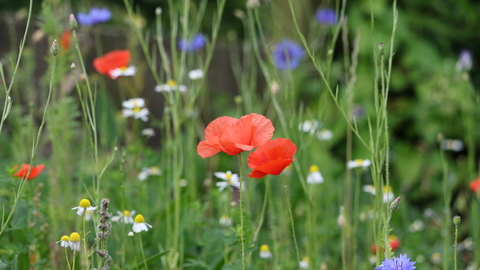 Wildflowers