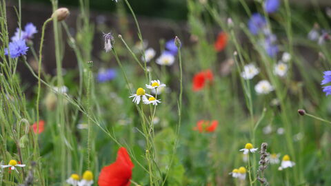 Wildflowers