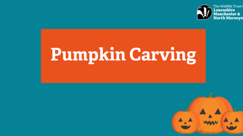 Pumpkin Carving