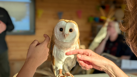 A young barn owl sits on a gloved hand while a child and an older person stroke him. He is staring straight at the camera