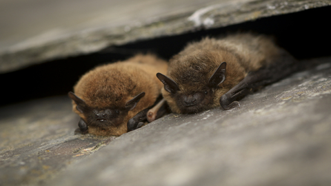 Bats between slate