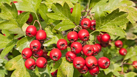 deep red hawthorn berries surrounded by green hawthorn leaves