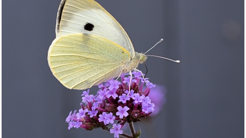 Butterfly on purple flower