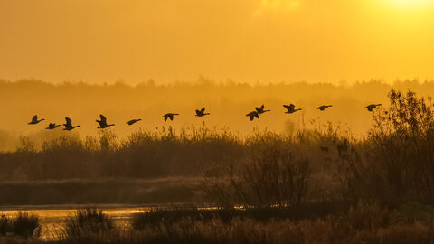 Misty Sunrise at Lunt Meadows entered into the photography competition 2025