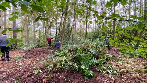 Volunteers removing green rhododendron bushes from woodland