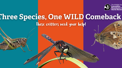 Teal box with a green cricket on it, the middle box being orange with a black and white dragonfly on it, the right hand side purple box with an orange and brown butterfly