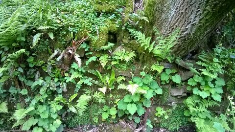 Spring woodland plants
