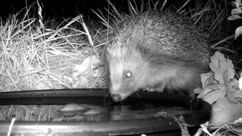 Hedgehog drinking at night