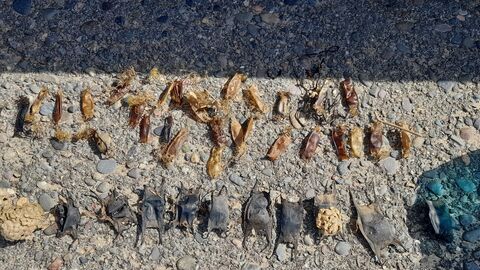 Shark and skate egg cases laid out on a tarmac surface