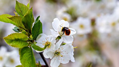 Red-tailed bumblebee on blossom