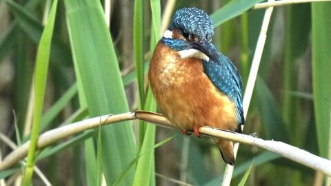 Kingfisher at Lunt Meadows Credit Kevin Hall