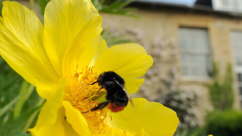 Queen Red-tailed bumblebee (Bombus lapidarius) feeding on Yellow tree peony (Paeonia ludlowii) flower