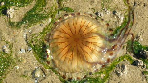 Compass jellyfish lying on the sand, surrounded by green seaweed