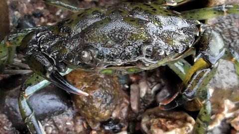 NLWG - Rockpooling