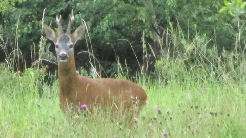NLWG - Heysham Nature Reserve 