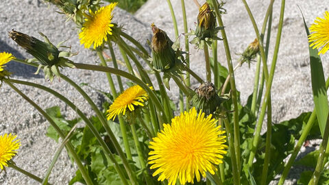 NLWG - Dandelions - composites id workshop 