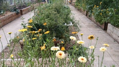 Greenhouse in bloom
