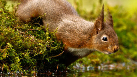 A red squirrel by a pond