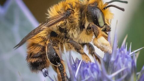 Bee feeding on sea holly