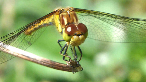 Common Darter