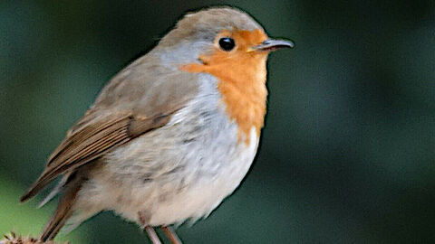 Robin