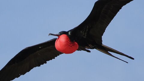 Galapagos bird