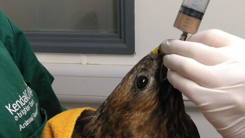 Wildlife Rehabilitation 