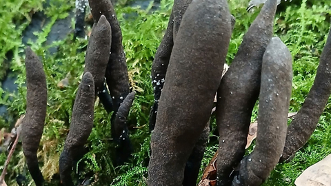 Dead mans fingers growing in moss