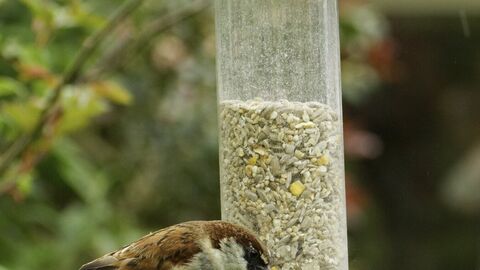 A tree sparrow feeding from a garden bird feeder