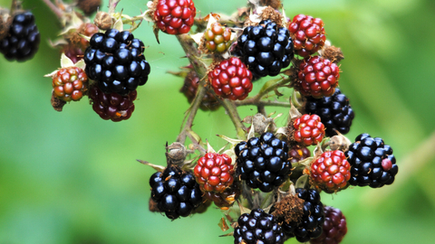 blackberry