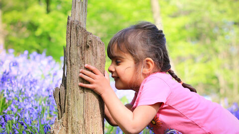 A little girl peering into a tree trunk in the middle of a bluebell wood