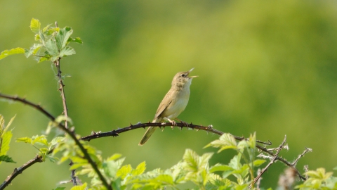 Grasshopper warbler