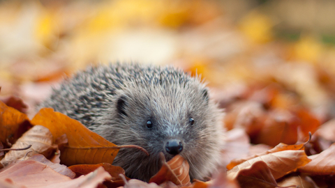 Hedgehog in leaves