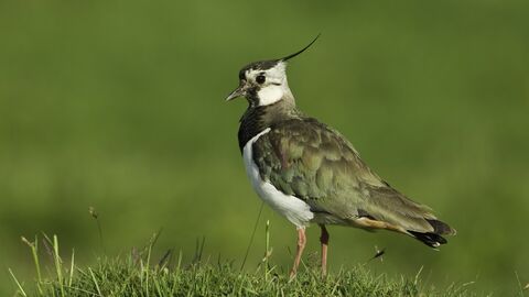 A lapwing standing on a tussock of grass