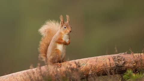 Talk Red Squirrels The Wildlife Trust For Lancashire